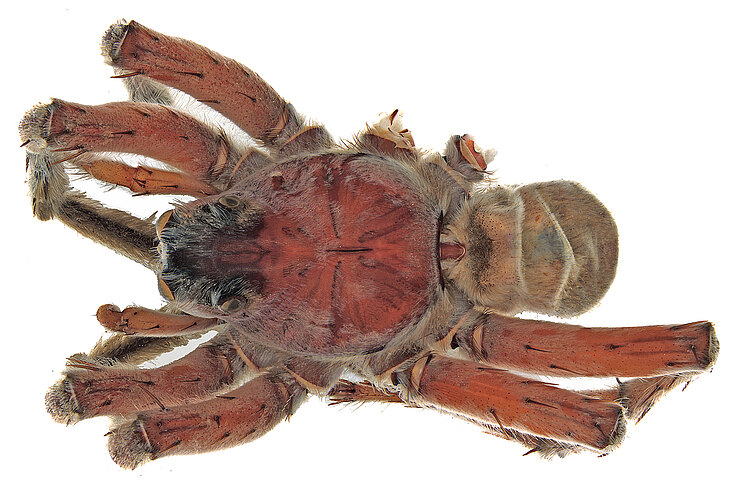 salifodina