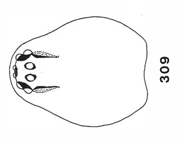 subitaneus