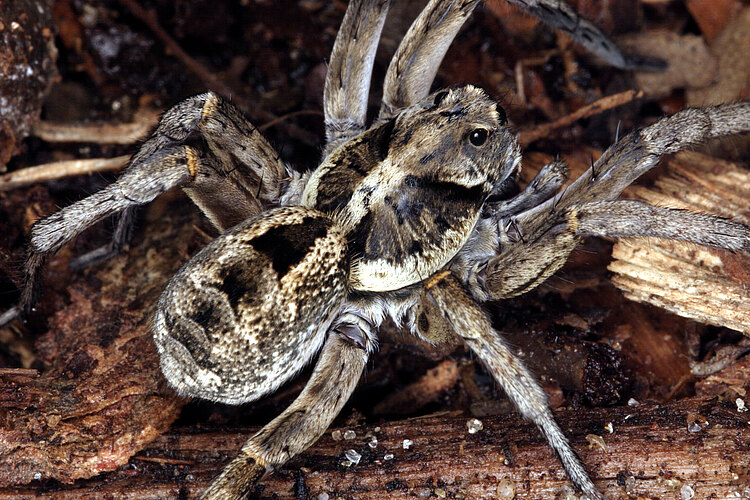 immansuetus