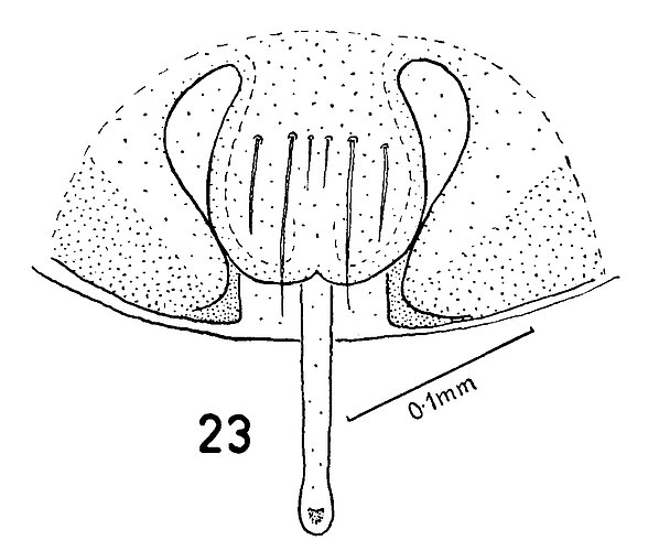 nornalupiensis
