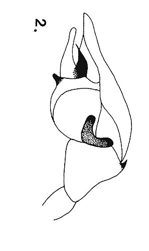 australis