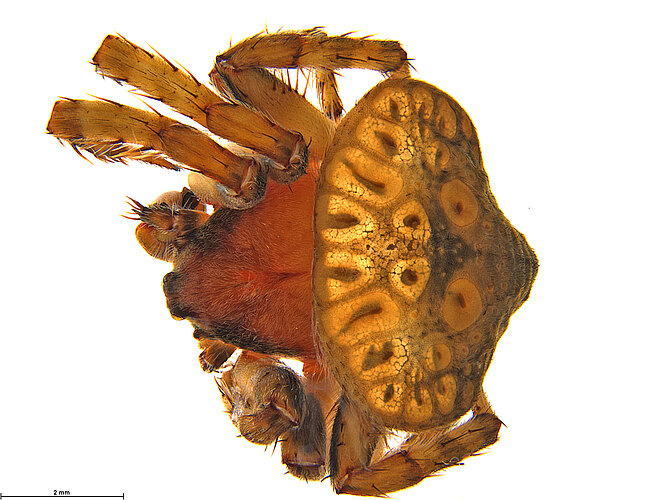 FP-11626