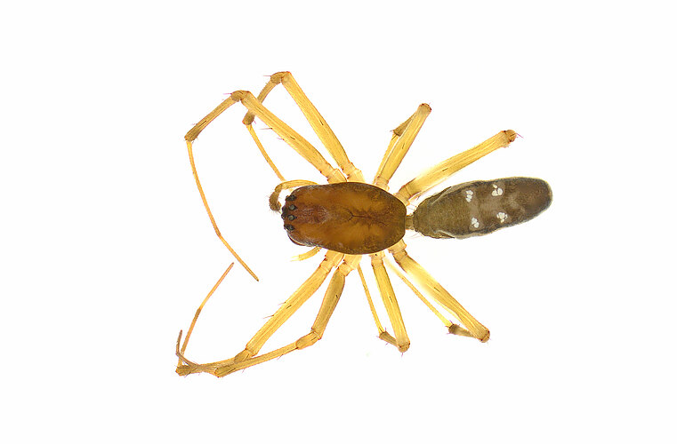 FP-14943