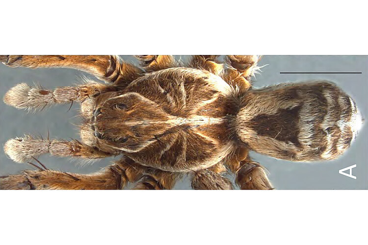 ramosa