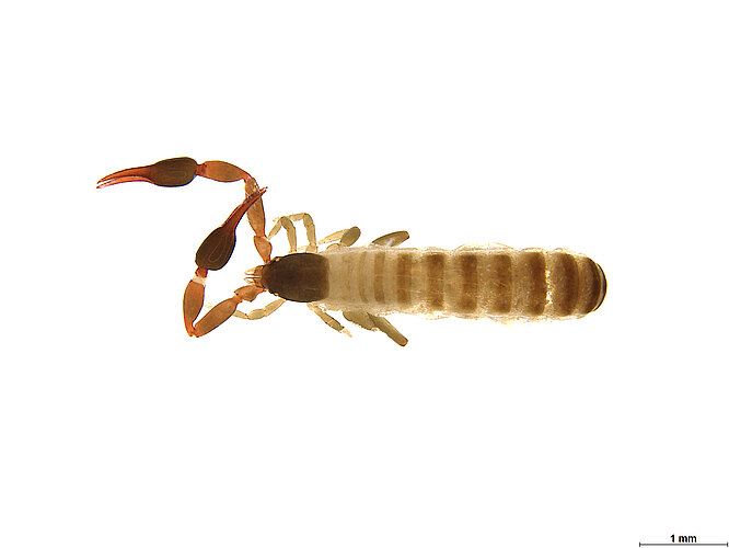 FP-13929