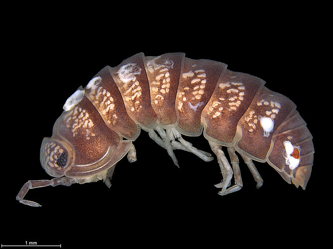 FP-13973