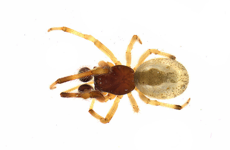 FP-14335