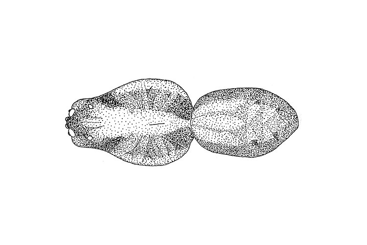 ornatula
