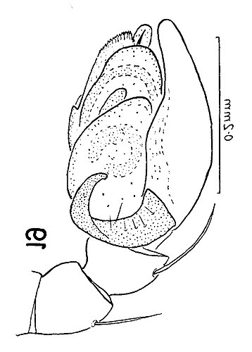 forsteri