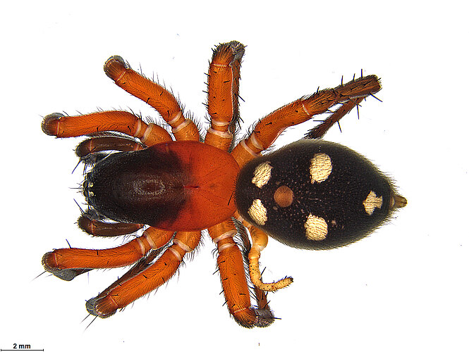 formosa