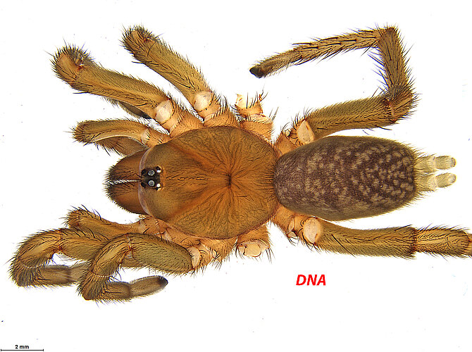 FP-11537 (MYG311)