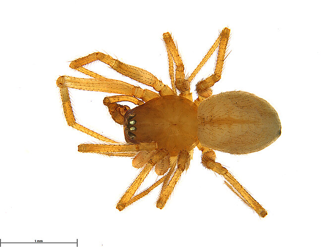 melanopygius