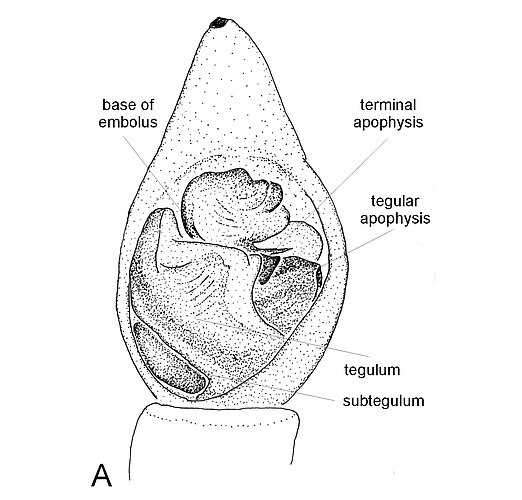kosciuskoenis