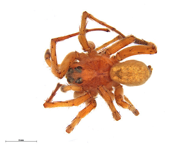 leonhardii