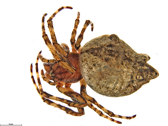 caiguna