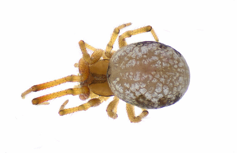 FP-14785