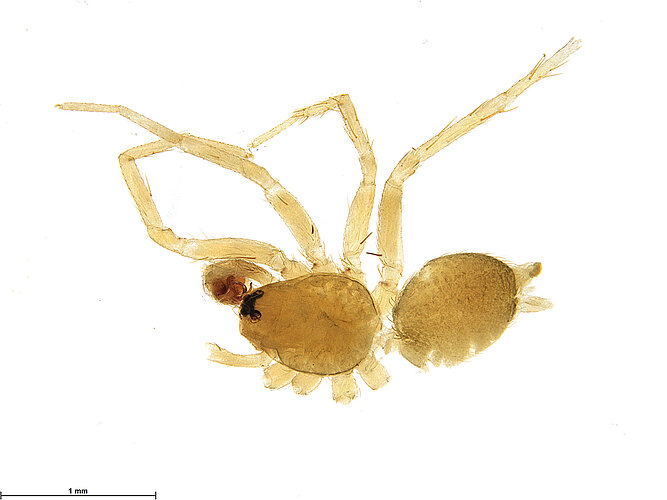 falcata
