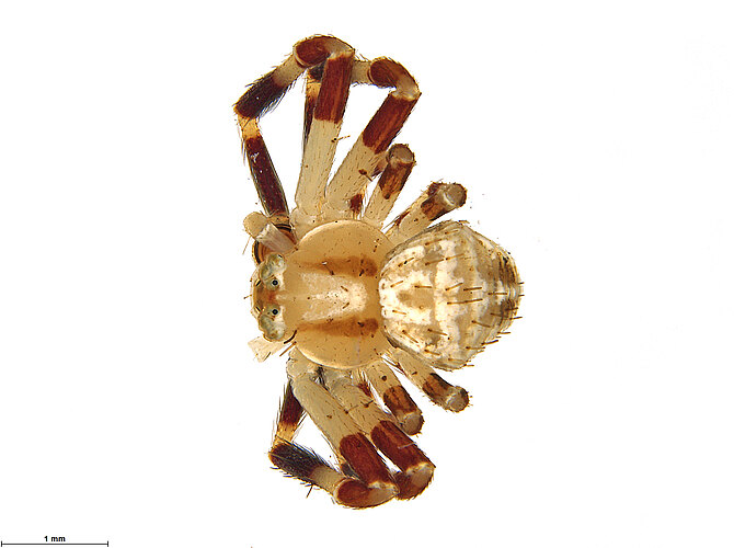 xanthogaster