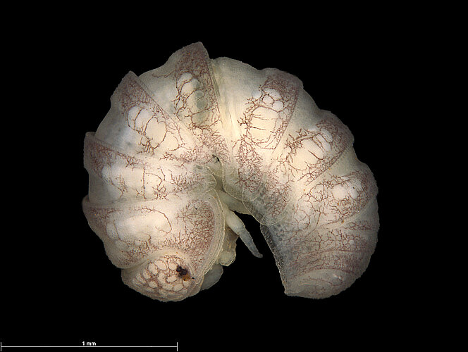 FP-13539