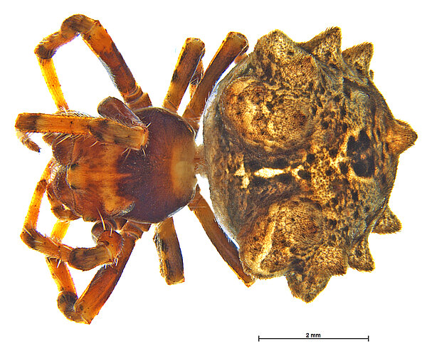 bilobata
