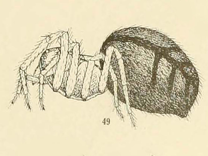 phaeocorda