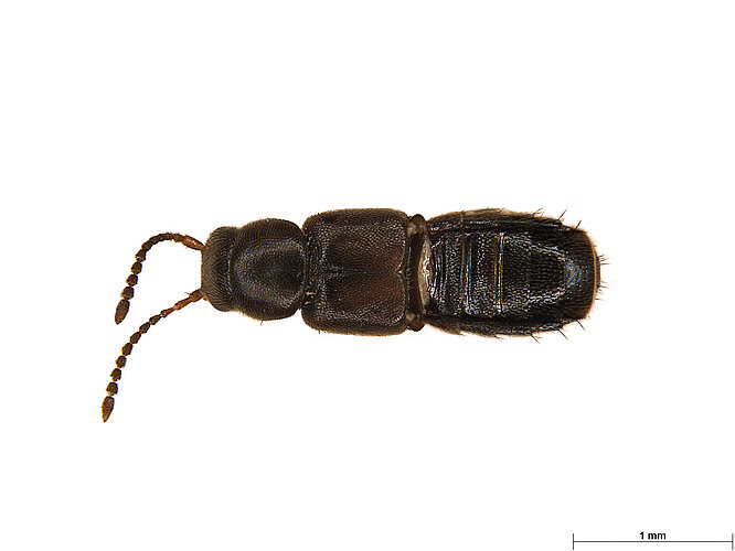 FP-13569