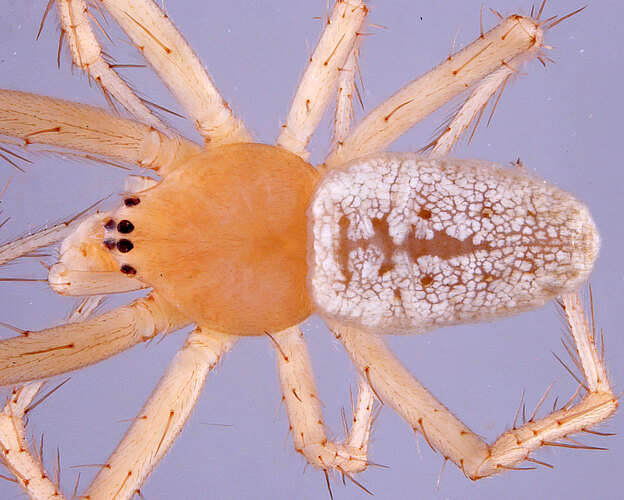 talipedatus