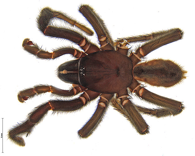 FP-13293 (WAM MYG331)