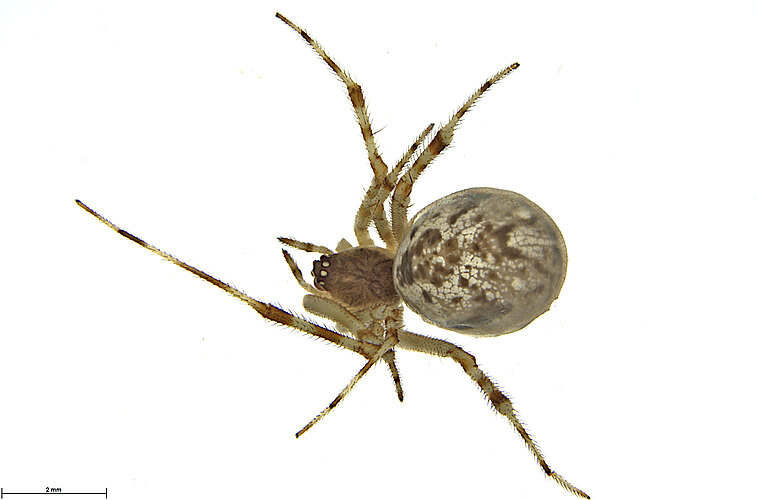FP-14219