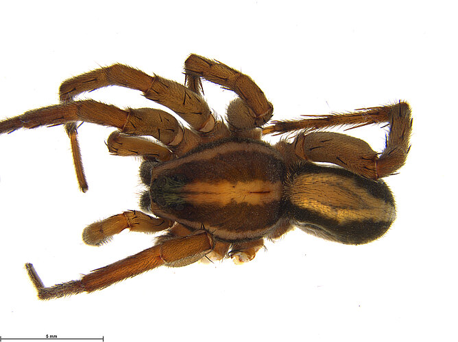 furcillata