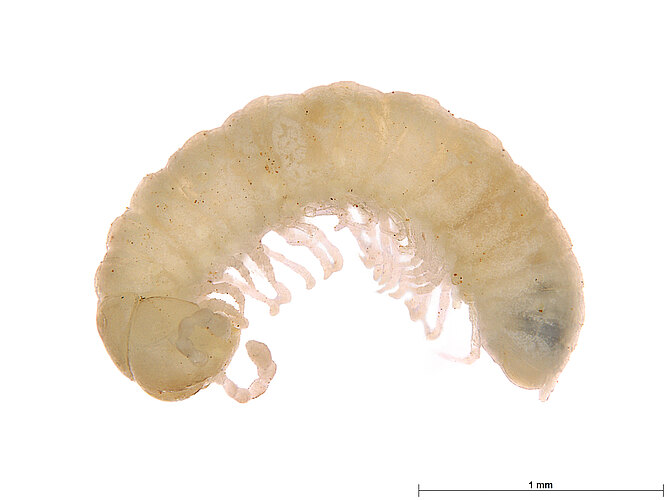FP-14384