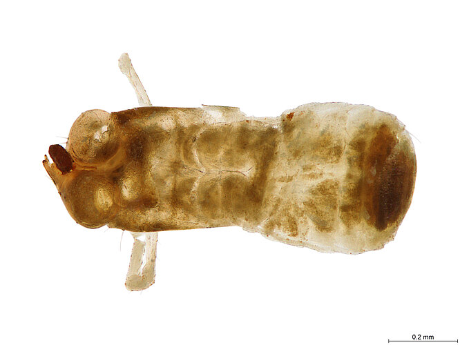 FP-14334