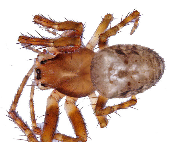 patricius