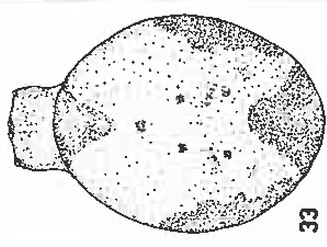 peltoides