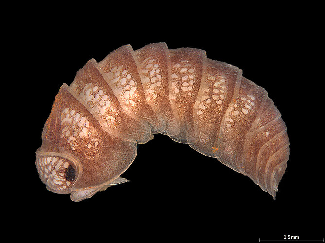 FP-14414