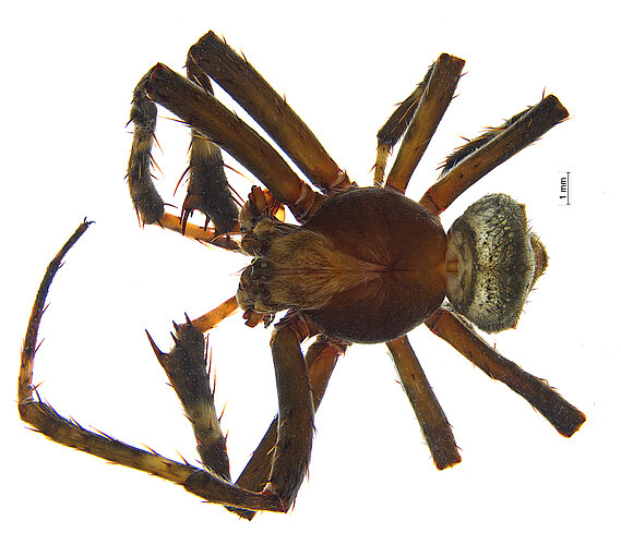 biapicata