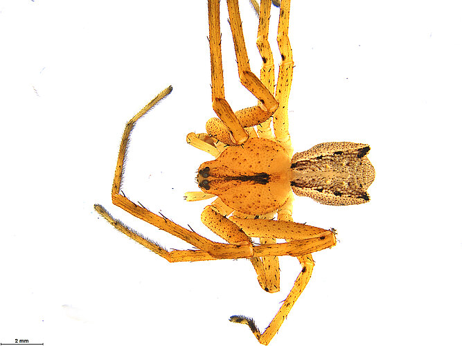 FP-11428
