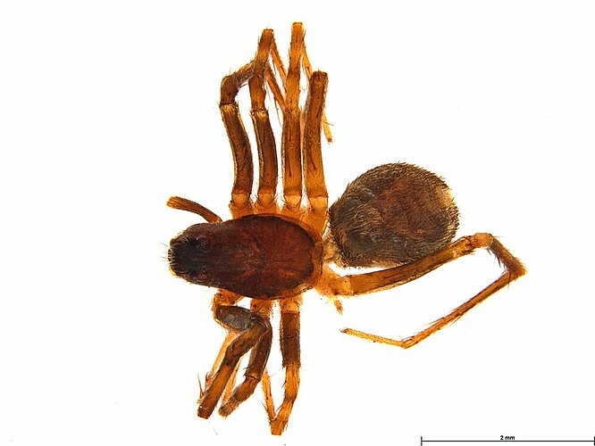 plicata