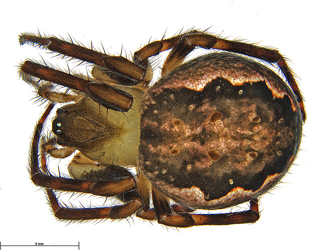FP-12255
