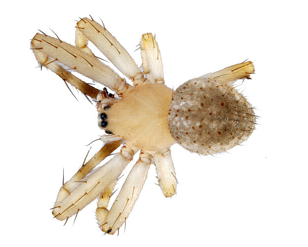 arleneae