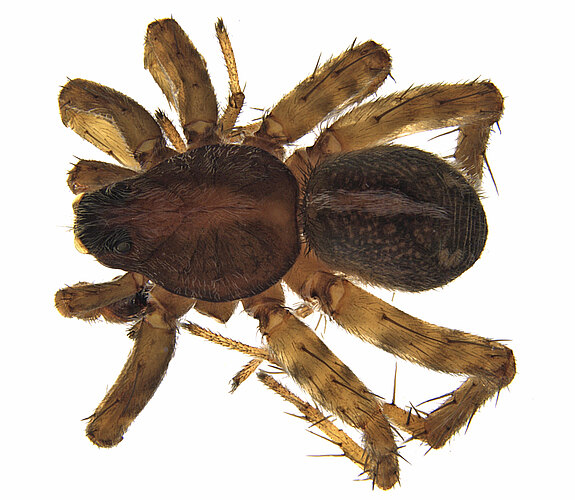 incrassata