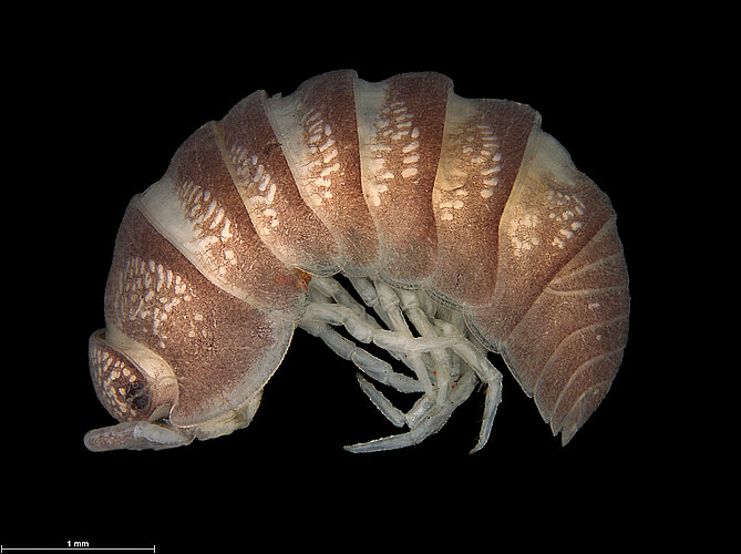 FP-13362