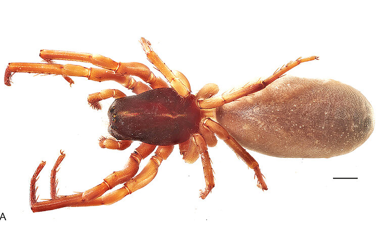 dysderina