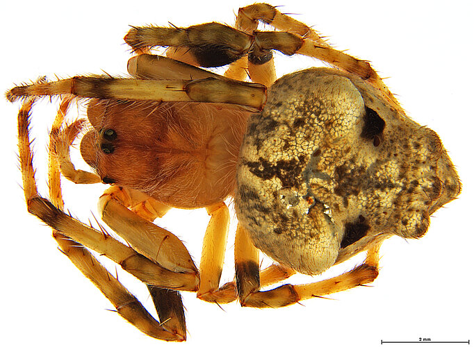 abhachoprae