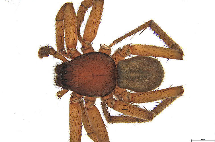 castanea