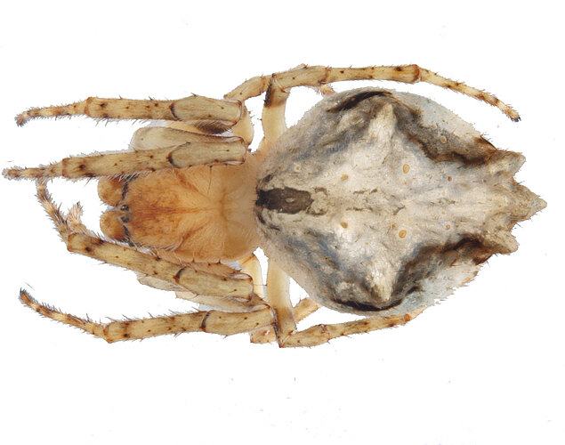 senicaudata