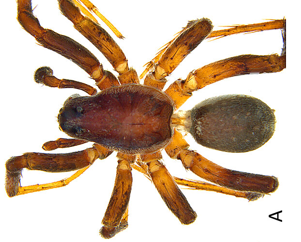 orientalis