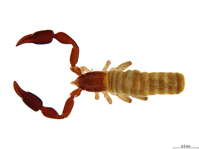 FP-13332