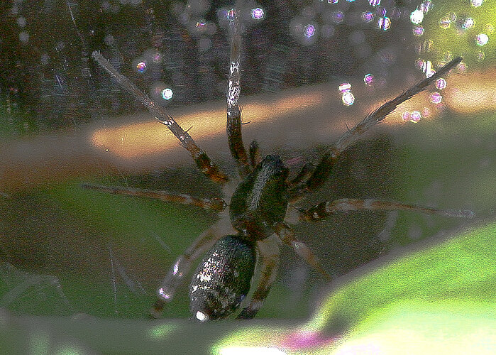 micarioides