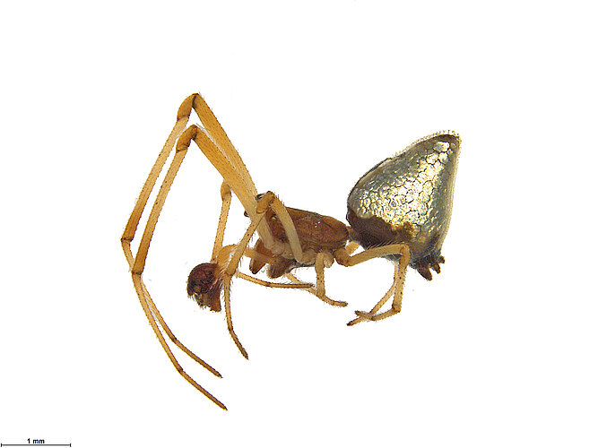 antipodianus